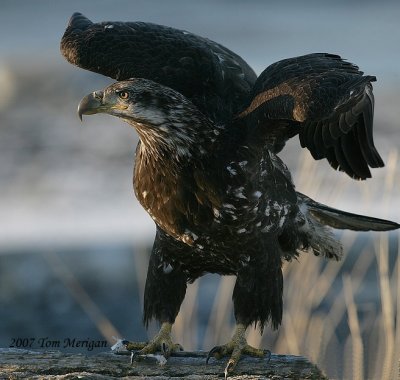 Bald Eagle,juvenile completing landing