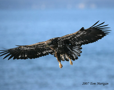 Bald Eagle,juvenile in flight