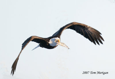 Bald Eagle in flight with fish