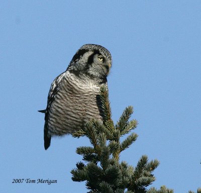 Northern Hawk Owl