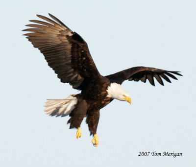 Bald Eagle landing