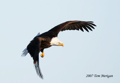 Kiting Bald Eagle