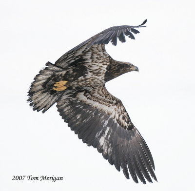 Kiting juvenile Bald Eagle