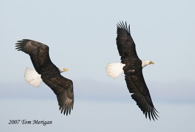 Bald eagle pair flying