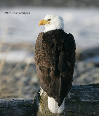 Bald Eagle