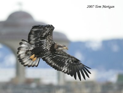 Bald Eagle juvenile in the air