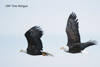 Bald Eagle pair in flight