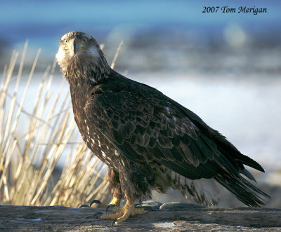 Bald Eagle,juvenile