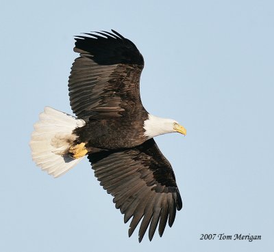 Bald Eagle in flight