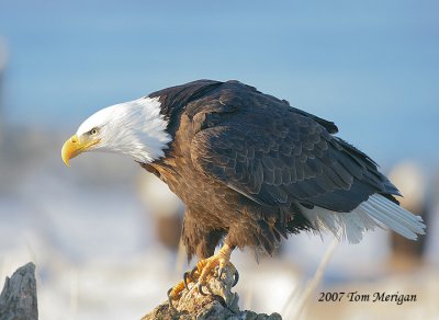 Bald Eagle landed