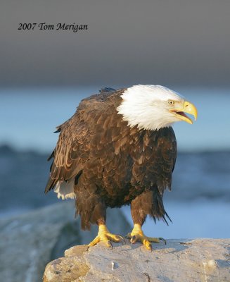 Bald Eagle upset