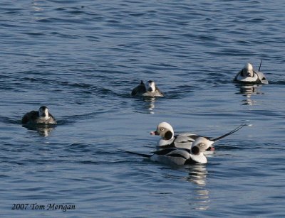 Long-tailed Ducks,group of males and females from within a large flock
