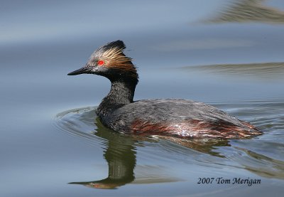 Eared Grebe