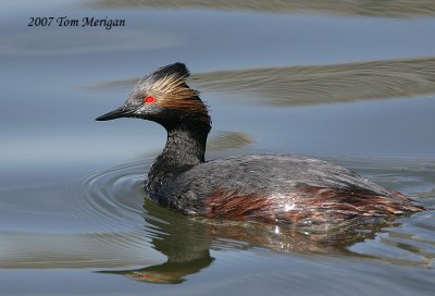 Eared Grebe