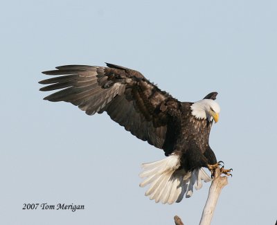 Bald Eagle landing