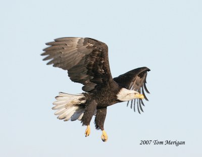 Bald Eagle landing