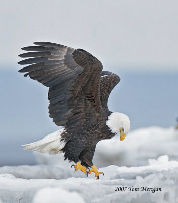 Bald Eagle landing on ice