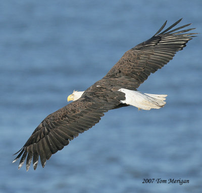 Bald Eagle in flight