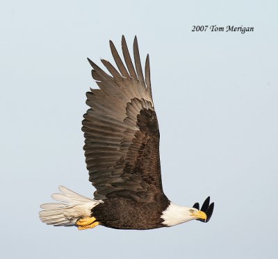 Bald Eagle in flight