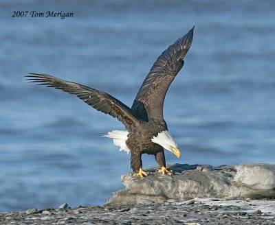 Bald Eagle landing