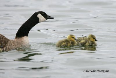 Parent and goslings