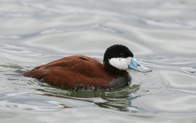 Ruddy Duck in full breeding plumage