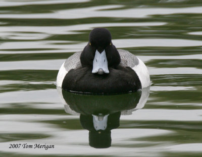 Greater Scaup