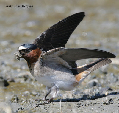 Cliff Swallow bringing dirt to his nest