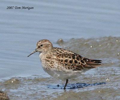 Least Sandpipers