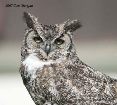 Great Horned Owl