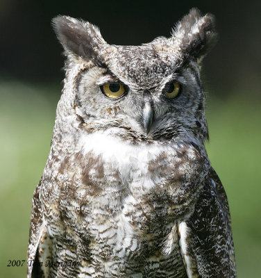 1.Great Horned Owl with uninflated pouch