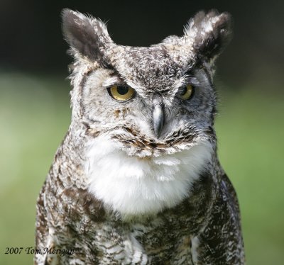 2.Great Horned Owl with pouch inflated