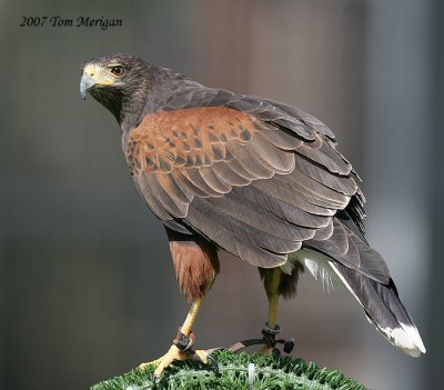 Harris's Hawk