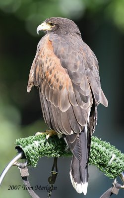 Harris's Hawk