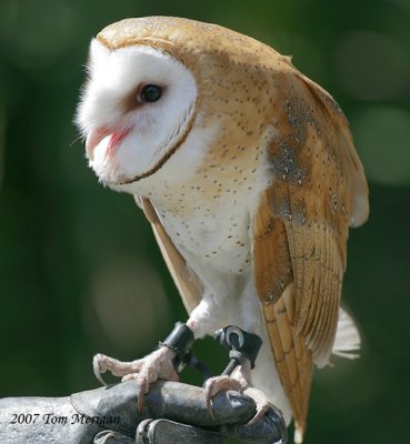 Barn Owl