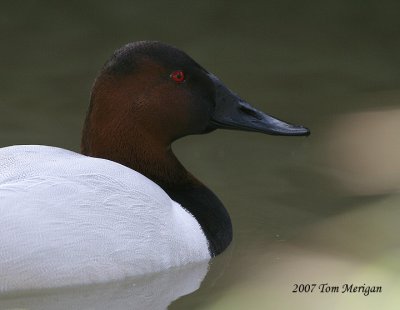 Canvasback,male