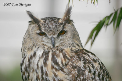 Eurasian Eagle Owl