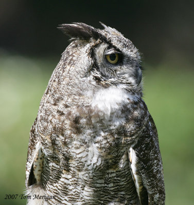 Great Horned Owl