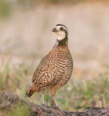 Northern Bobwhite