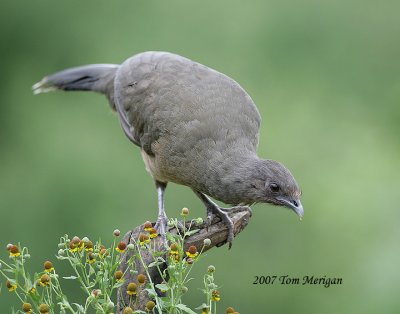 Plain Chachalaca