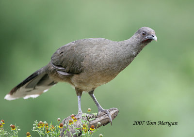 Plain Chachalaca