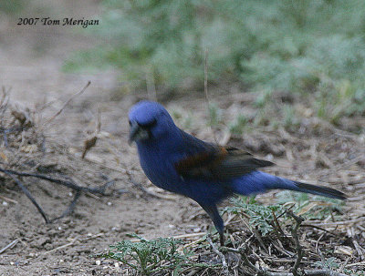 Blue Grosbeak