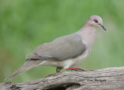 White-Winged Doves