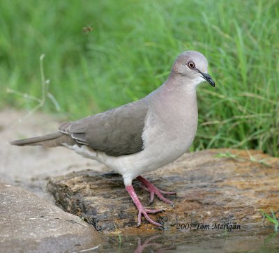 White-Winged Doves