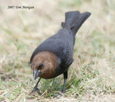 Brown-headed Cowbird