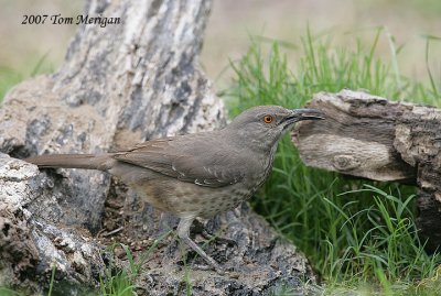 Curved-billed Thrasher