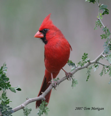 Northern Cardinal,male