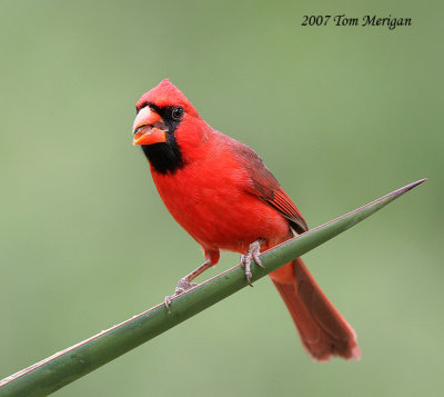 Northern Cardinal,male