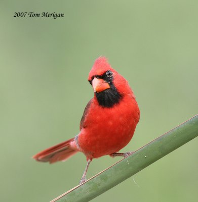 Northern Cardinal,male