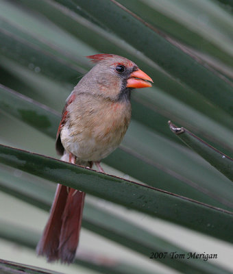 Northern Cardinal,female